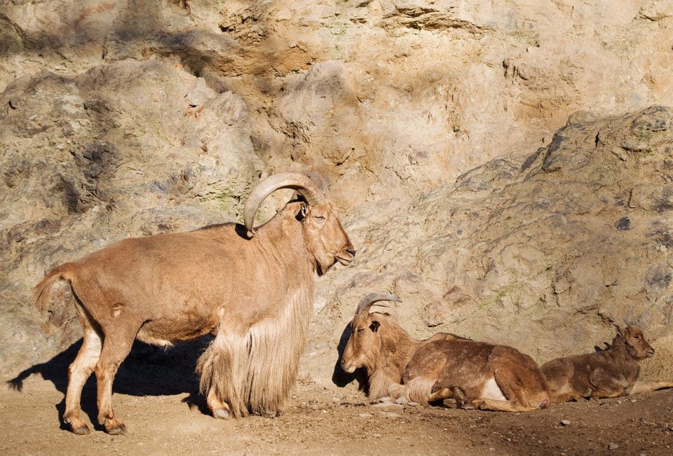 Rodinky paovcí se spokojeně vyhřívá v nečekaně teplých lednových dnech. Foto: Tomáš Adamec, Zoo Praha.